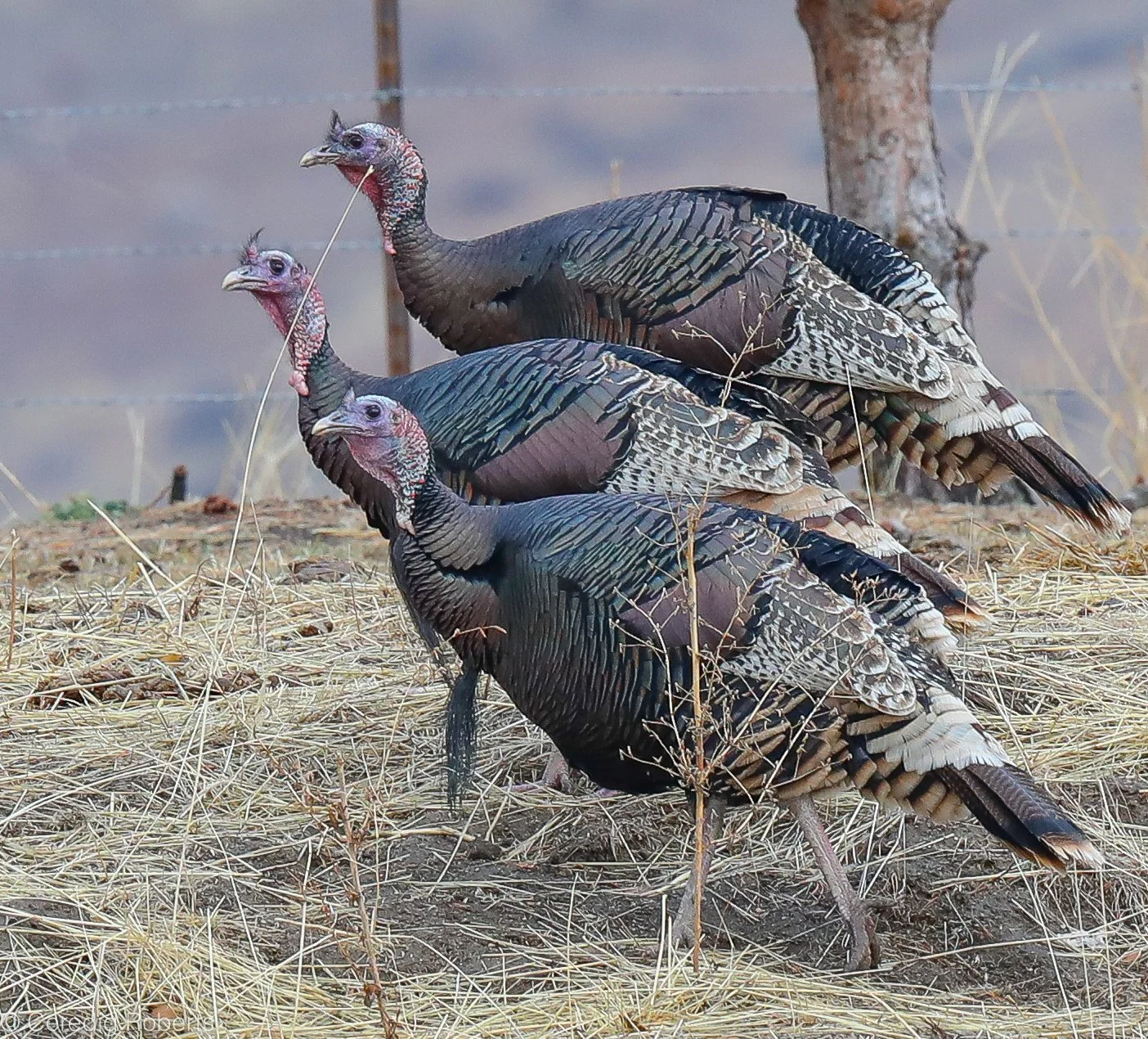 The Most Excellent Turkey — Golden Eagle Audubon